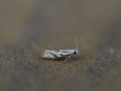 Bucculatrix bechsteine - Meidoornooglapmot