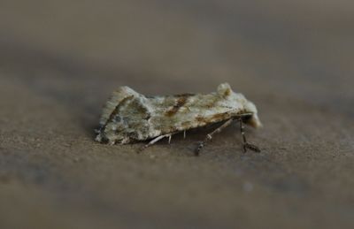 Cochylimorpha straminea - Moerasbladroller