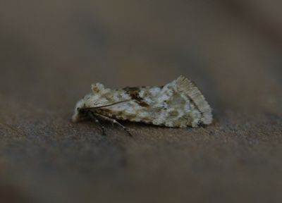 Cochylimorpha straminea - Moerasbladroller