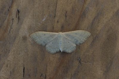 Idaea straminata - Egale stipspanner