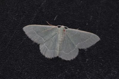Phaiogramma etruscaria - Etruskisch smaragd