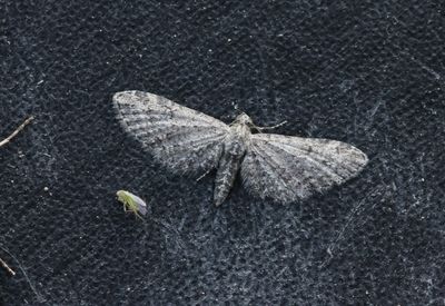 Eupithecia simpliciata - Meldedwergspanner