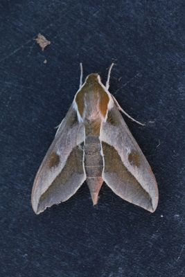Hyles centralasiae