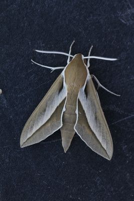 Hyles hippophaes