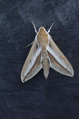 Hyles hippophaes
