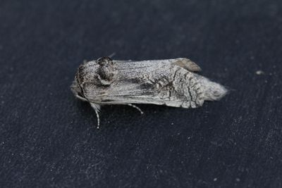 Kotchevnik modestus