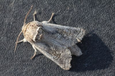 Kotchevnik modestus