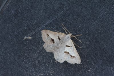 Digrammia rippertaria