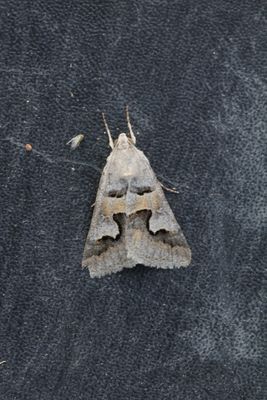 Drasteria caucasica