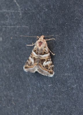 Drasteria picta