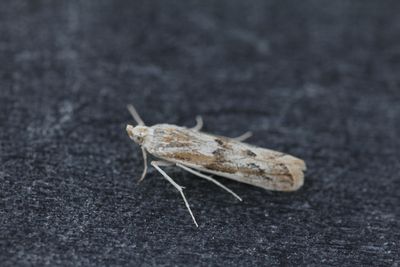 Agriphila inquiatella - Moerasgrasmot