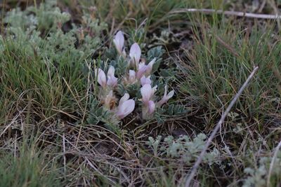 Tridflium uniflorum  