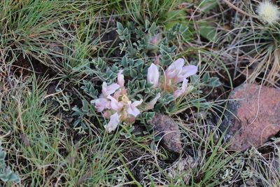 Tridflium uniflorum  