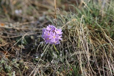 Primula Algida
