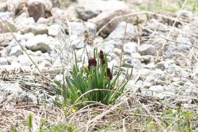 Allium atrosanguineum ( v )