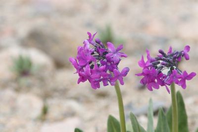 Primula turkestanica ( v )