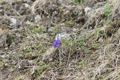 Viola altica