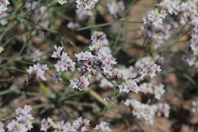 Coniolimon callicomum