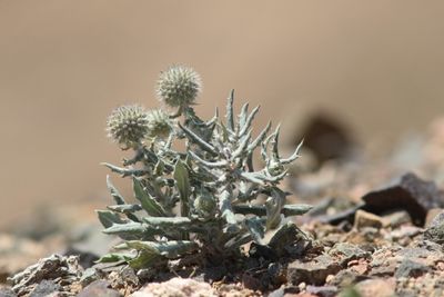 Echinops nanus