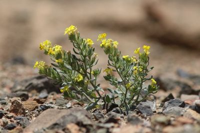 Arnebia coerulea 