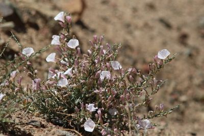Convolvulus fruticosus ( v )