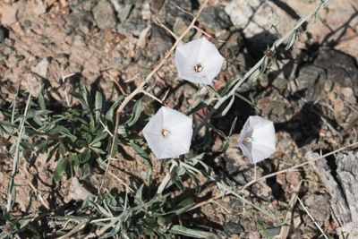 Convolvulus fruticosus ( v )