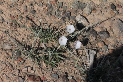 Convolvulus fruticosus ( v )