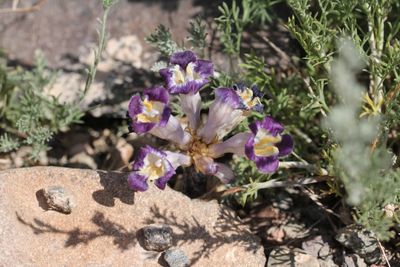 Cistanche salsa ( v )
