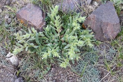 Nonea caspica (v)