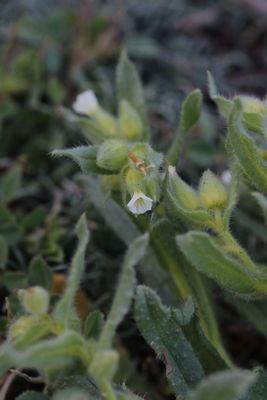 Nonea caspica (v)