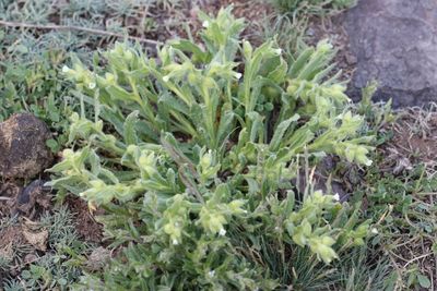 Nonea caspica (v)