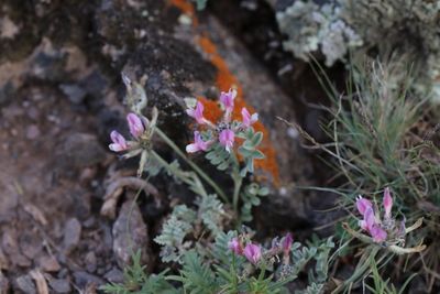 Astragalus infractus 