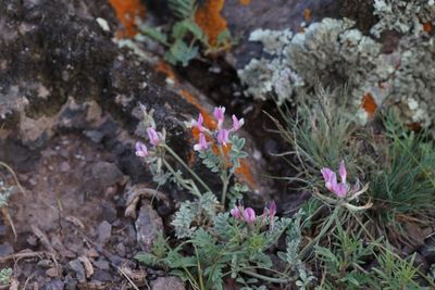Astragalus infractus 
