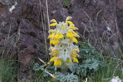 phlomoides speciosa (v)