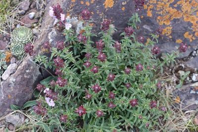Dracocephalum integrifolium  (v)
