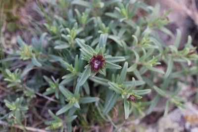 Dracocephalum integrifolium  (v)