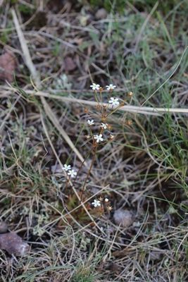 Androsace lactiflora  (v)