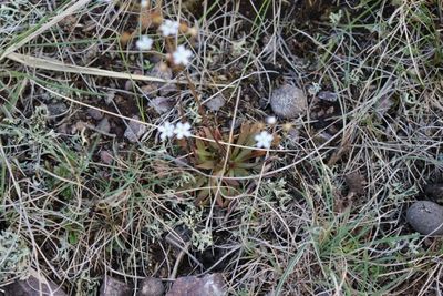 Androsace lactiflora  (v)