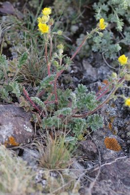 Potentilla sericea (v)