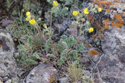 Potentilla sericea