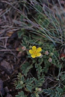 Sibbaldianthe bifurca 