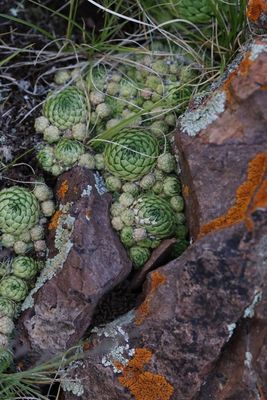 Orostachys thyrsiflora  (v)