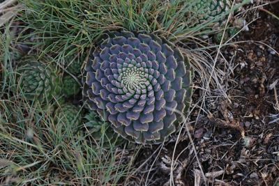 Orostachys thyrsiflora  (v)