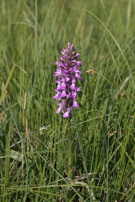 Rietorchis - Leopard marsh orchid - Dactylorhiza praetermissa