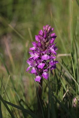 Rietorchis - Leopard marsh orchid - Dactylorhiza praetermissa