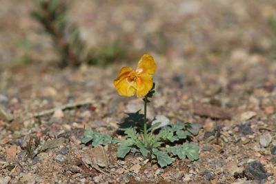 Gele hoornpapaver - Glaucium flavum