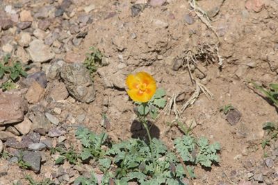 Gele hoornpapaver - Glaucium flavum