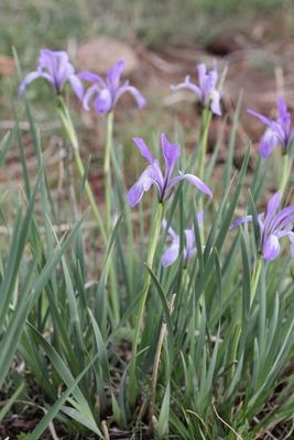 Siberische lis - Iris sibirica 
