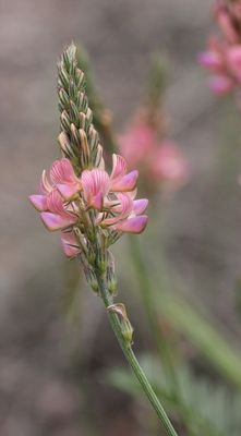 Esparcette - Onobrychis viciifolia  