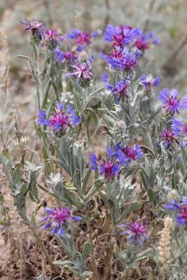 Centaurea depressa